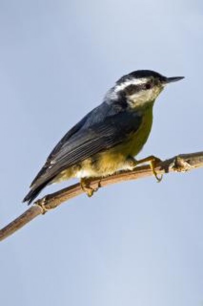 side view nuthatch standing on the branch over light blue