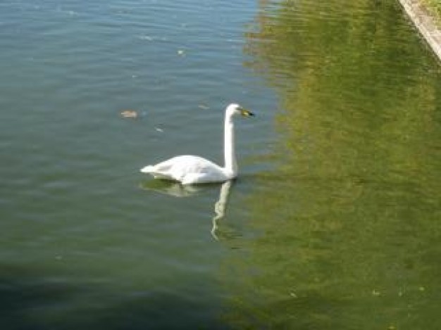 simple swan swimming alone in a lake