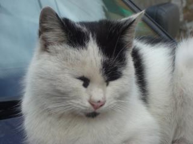 sleeping cat facial reflection