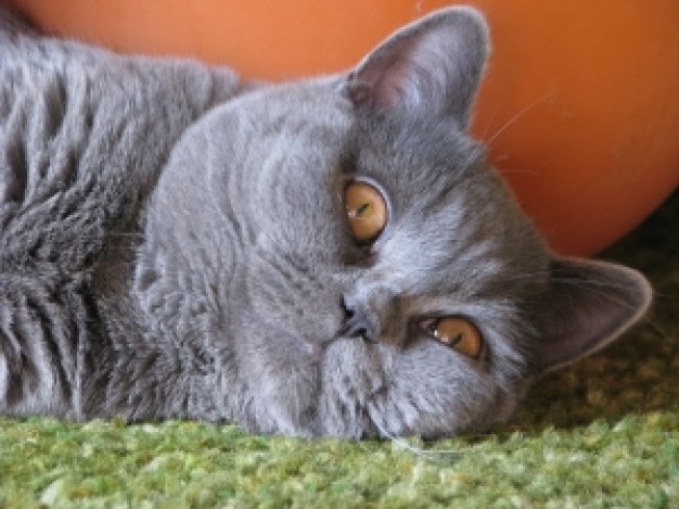 smiling cat lying beside orange ball