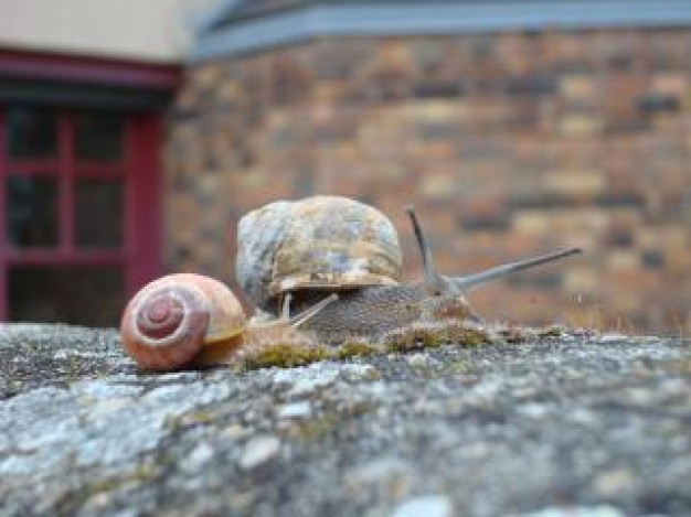 snail family reptile crawling over stone outdoor