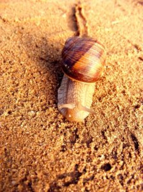 snail moving slowly on earth yellow mud