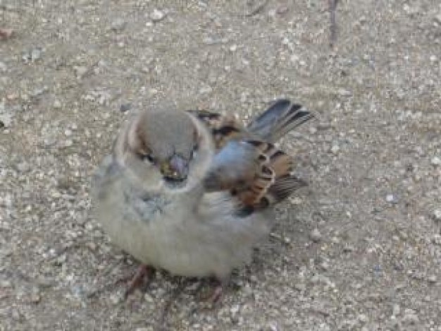 sparrow resting on gravel floor