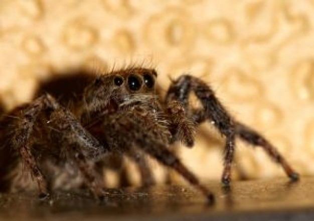 spider Detail feature crawling over wall corner