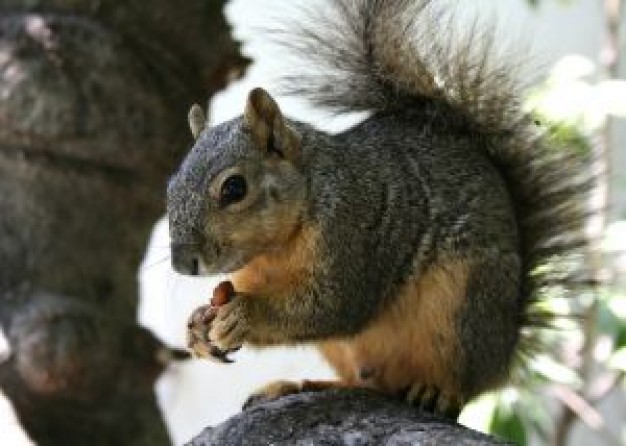squirrel eating nut at the tree