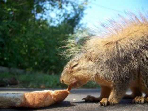 squirrel lapping the wood