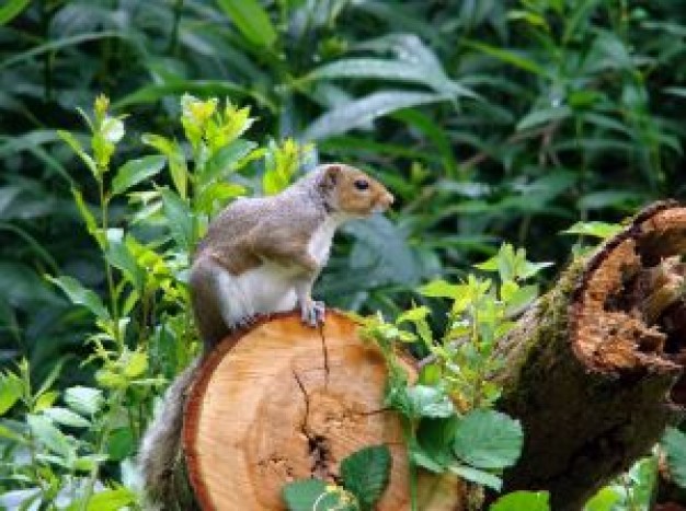 Squirrel on the wood in the forest