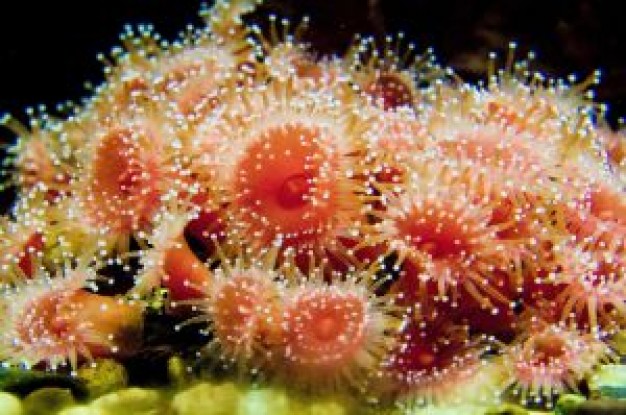 Starfish group of sea life in front view