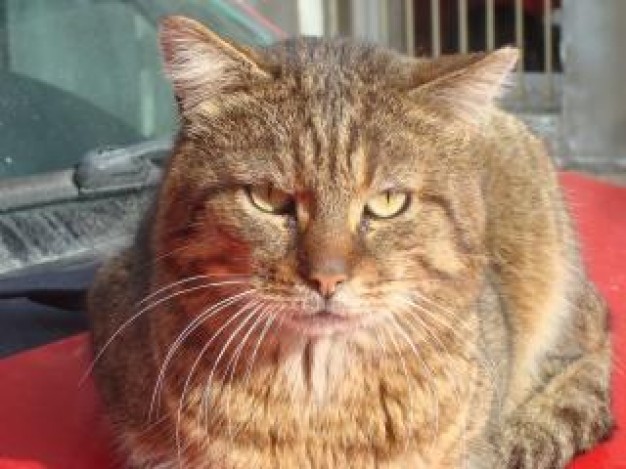 street cat feline facial photograph