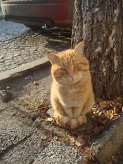 street cat feline kitten sleeping under tree