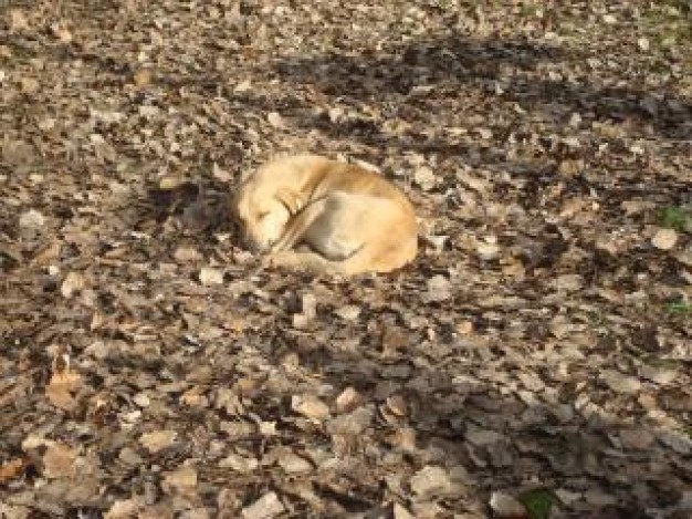 street dog sleeping on earth yellow fallen leaves,