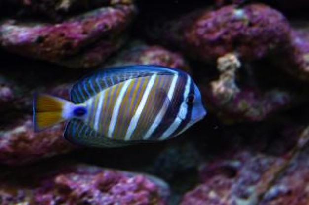 surgeon fish of tropic swimming in side view