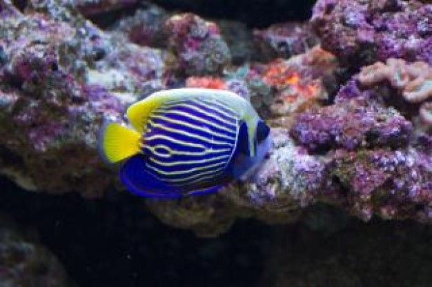 surgeon fish swimming over sea water