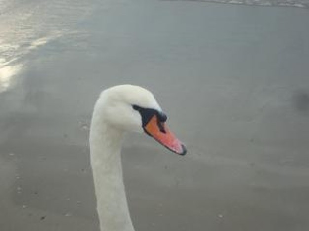 swan head feathers at the river