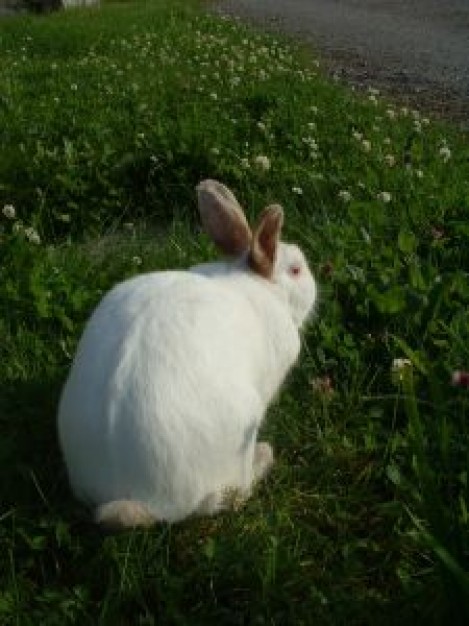 the rabbit eating at grass in back side