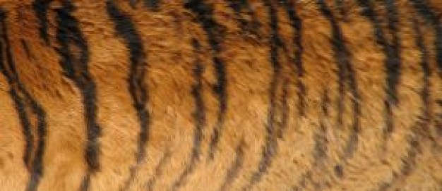 tiger animal textures of shell pattern