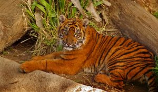 tiger cub lying and resting on the corner of wall