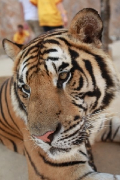 tiger lying on the floor in front view