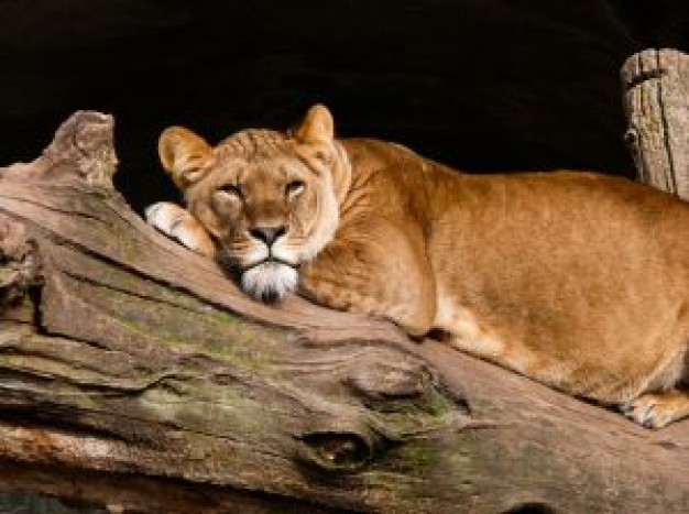 tired lions lying on the wood