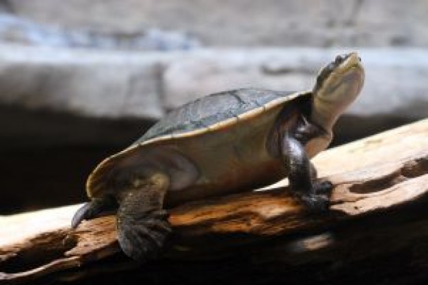 turtle crawling at wood in side view