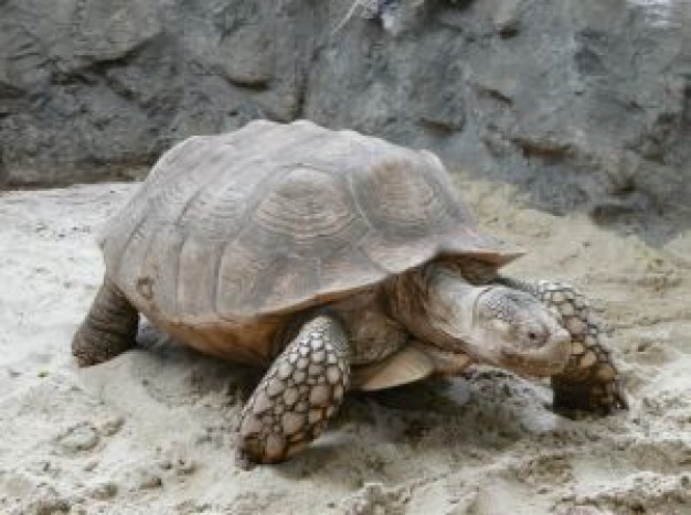 turtle feature crawling at beach