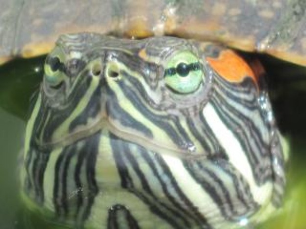 turtle head close up in front view