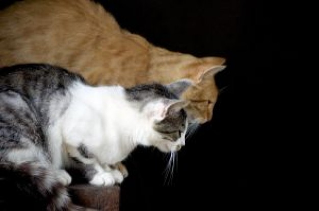 two cats together watching over dark background