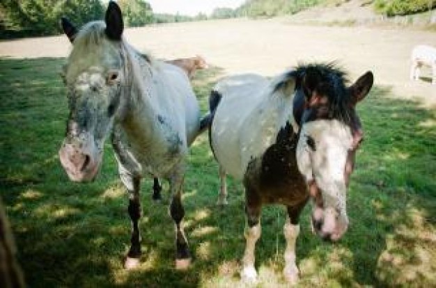 two horses outside under umbrage