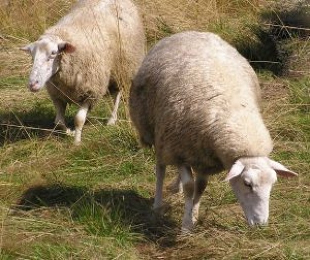 two sheeps eating grass at outdoor