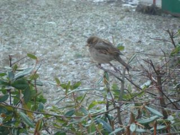 urban sparrow fauna standing at the branch