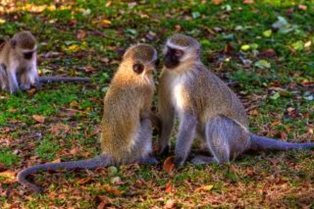 vervet monkeys monkeys sitting together