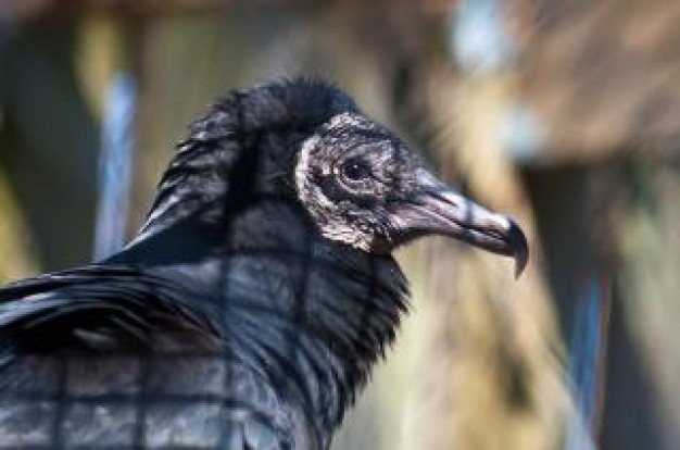 vulture bird in side view