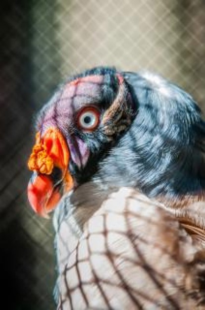 vulture feature of wildlife with mouth like flower