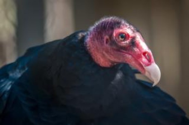 vulture feature with black feather in side view