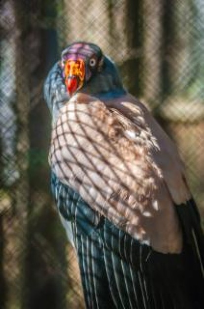 vulture reflection of wild animal in the web