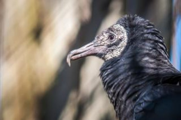 vulture wild scavenger in side view