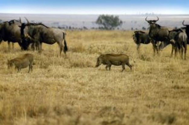 wart hogs and wilde beest in africa