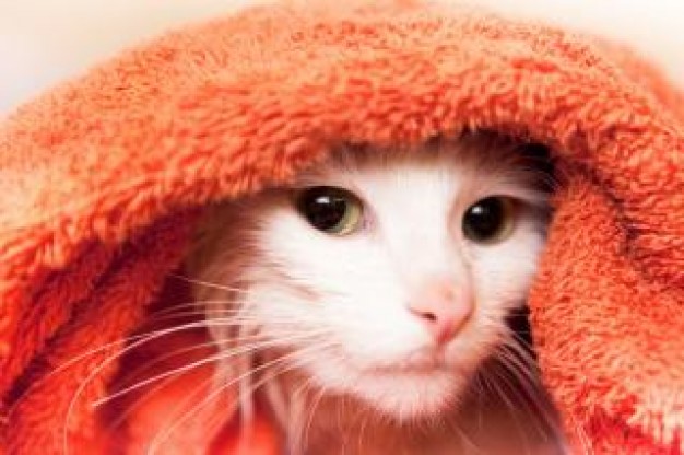 white cat like lady in pink towel