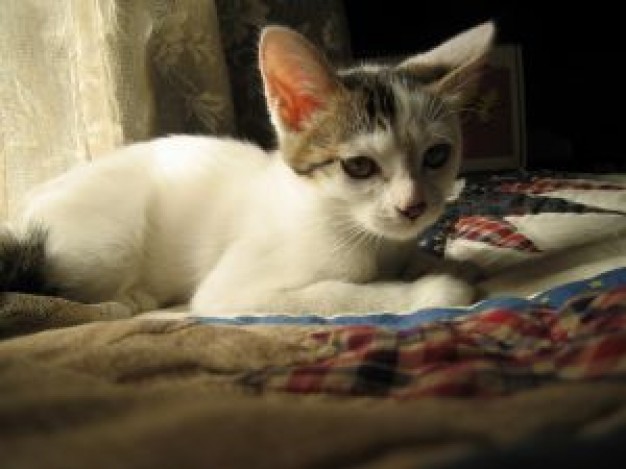 white cat lying on the bed