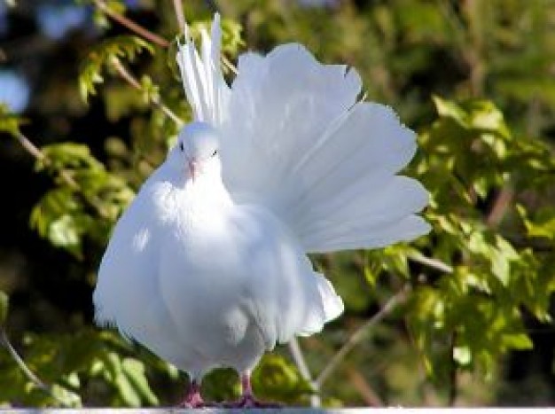 white fantail standing in front view on the nature tree