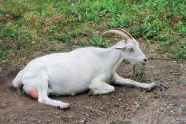 white goat of domestic animal lying on the outdoor