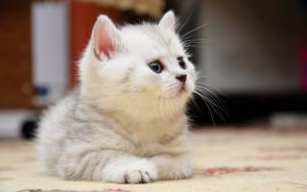white kitten cute indoor