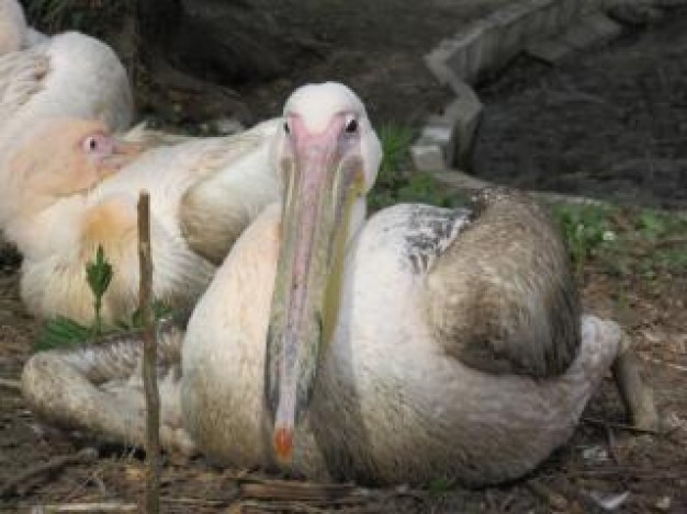 white pelicans resting on floor