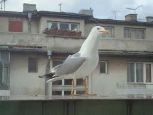 white seagull bird standing over houses background