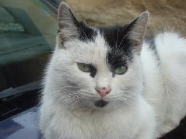 white street cat with black fair on head