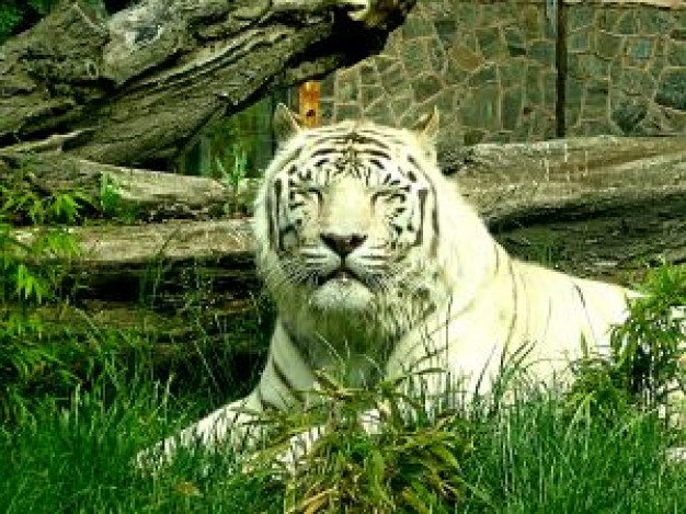 white tiger pronating on the grass under the tree