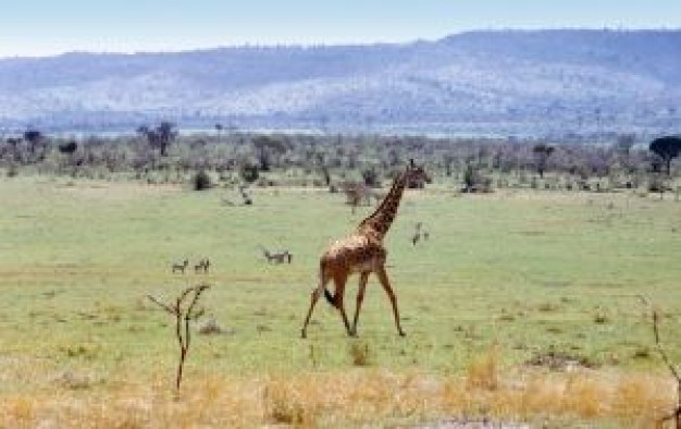 wild giraffe walking in african landscape