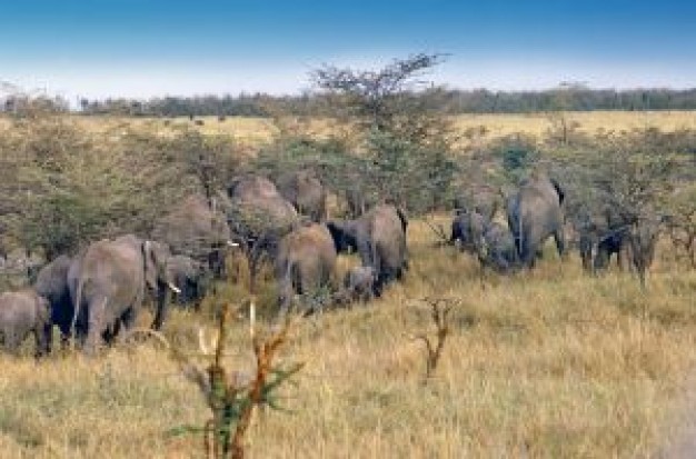 wild life in african landscape with elephant group