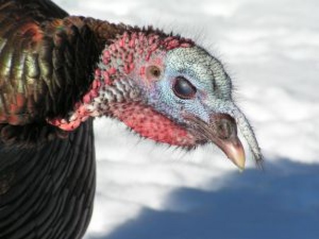 wild turkey head feature under sun