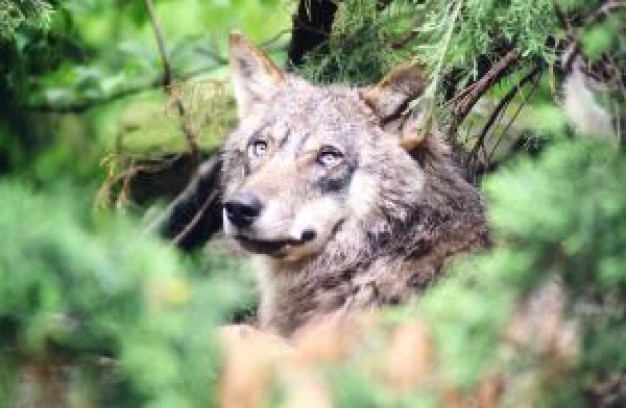 wolf watching out in the forest